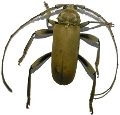 Cerasphorus hirticornis