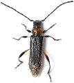 Callimus (Lampropterus) femoratus