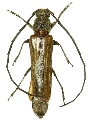 Neostenus saundersii