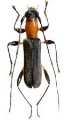 Pseudiphra elegans