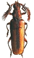 Plectogaster jordani
