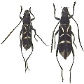 Prothema angulifera