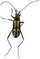 Prothema aurata aurata