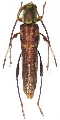Thranius variegatus