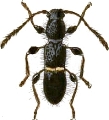 Halme cleriformis