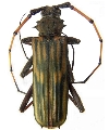Chlorida spinosa 