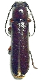 Diploschema maculatum