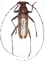 Knulliana cincta cincta