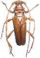 Chydarteres dimidiatus taeniatus