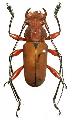 Euryphagus lundii