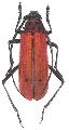 Purpuricenus spectabilis