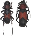 Purpuricenus wachanrui 