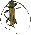 Xystrocera abrupta