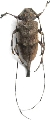 Acanthocinus (Acanthocinus) aedilis