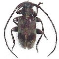 Exocentrus (Exocentrus) galloisi