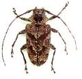Dryoctenes scrupolosus