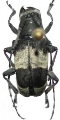 Acridoschema ligatum ligatum