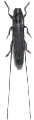 Calamobius filum