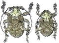 Onychocerus scorpio