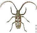 Batocera maculata