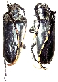Pseudapriona flavoantennata