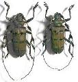 Diastocera wallichi wallichi