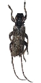 Stenidea albida