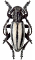 Dorcadion (Iberodorcadion) almarzense