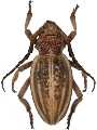 Dorcadion (Cribridorcadion) brunneicolle