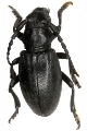 Dorcadion (Iberodorcadion) marmottani 