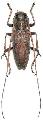 Notomulciber quadrisignatus