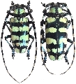 Anoplophora elegans