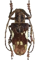 Cerosterna pulchellator