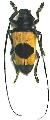 Cereopsius luhuanus