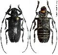 Cyriotasiastes rhetenor