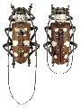 Dolichoprosopus lethalis maculatus