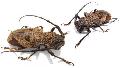 Epicedia maculatrix
