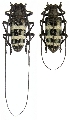 Nemophas trifasciatus 