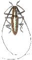 Neoptychodes trilineatus