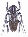 Pericycos sulawensis