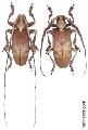Sarothrocera lowii