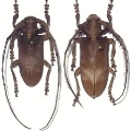 Sarothrocera lowii