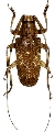 Agelasta (Pseudagelasta) birmanica