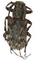 Mesosa (Metamesosa) sinica 