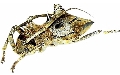 Ceraegidion dorrigoensis
