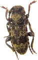 Parmena subpubescens 