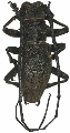 Morimus asper verecundus 