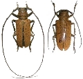 Prosopocera (Parapocera) rothschildi