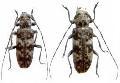 Sybra (s. str.) flavomaculata