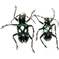Mimacronia alboplagiata